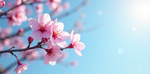 Softly glowing cherry blossoms against blue sky, branch, serene landscape
