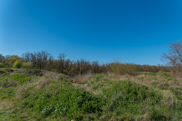 Clear blue sky above lush greenery and wild grass in a serene landscape during a sunny day in spring