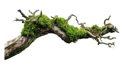 weathered tree branch, covered in patches of vibrant green moss, isolated on transparent background
