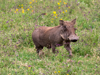 Fototapeta premium A warthog (Phacochoerus africanus) walks in the Ngorongoro Crater.