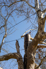 Tree crown stabilization. Protection of branches and trunks from breakage, preservation of old...