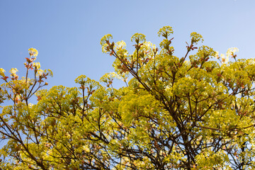 Young flowering branches of maple against the sky, early spring, flowering of wind-pollinated plants
