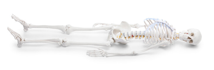 Artificial human skeleton model isolated on white