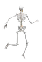 Artificial human skeleton model isolated on white