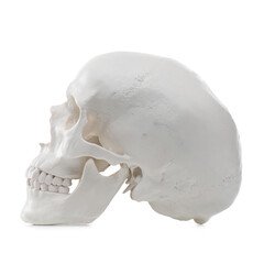 Artificial human skull model isolated on white