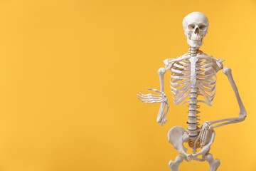 Artificial human skeleton model on orange background, space for text