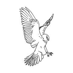 hand-drawn flying falcon sketch