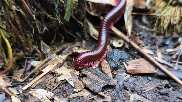 Red centipedes eat moss on the ground.