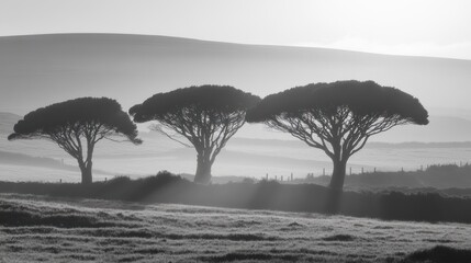 Sunrise Trees Landscape Foggy Hills