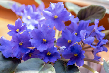 Blooming African violet in a pot on a home windowsill. Blue Saintpaulia