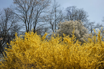 Forsythia flowers against green grass and dark green bushes. Flowering in city parks and gardens. Golden bell, border forsythia (Forsythia x intermedia, europaea) spring flowering garden bush
