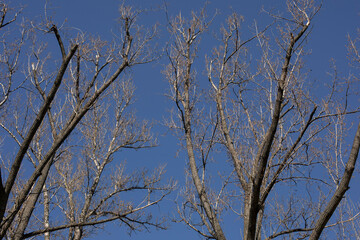 Bare tree branches in early spring against blue sky on a sunny day
