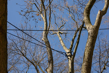 Tree crown stabilization. Protection of branches and trunks from breakage, preservation of old trees in parks and gardens, safety in parks, care for the environment
