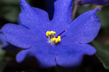Blooming African violet in a pot on a home windowsill. Blue Saintpaulia
