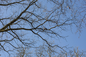 Bare tree branches in early spring against blue sky on a sunny day
