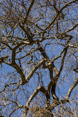 Bare tree branches in early spring against blue sky on a sunny day
