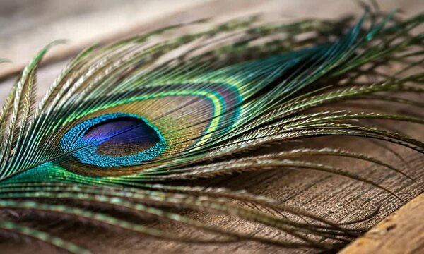 close up of peacock feather