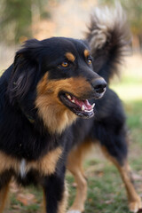 Happy Hovawart on a summer day.