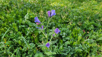 Viper's-bugloss (Echium plantagineum) brightens Mediterranean meadows and parks, adorning nearly every corner with its striking blooms and vibrant spring presence.