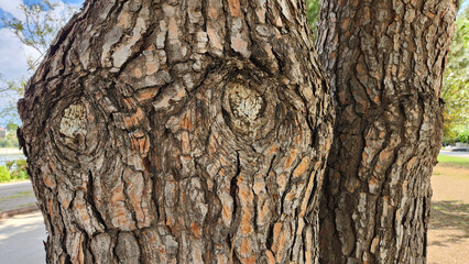 On the bark of a pine tree, a pattern resembling two eyes and a nose emerges, creating a natural...