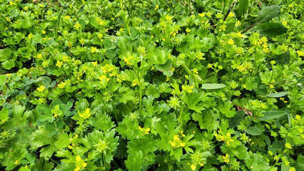 Bur buttercup (Ranunculus muricatus) is a charming spring ground cover with bright yellow blooms, ideal for parks, adding beauty and vibrancy to landscapes with its golden touch