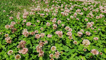 White clover (Trifolium repens) is a nutritious spring forage crop, widely used in pastures for...