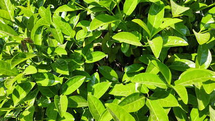 Leaves of the Sweet arrowwood (Viburnum odoratissimum) is a splendid plant for parks and sidewalks, offering oriental charm as a hedge species with its lush foliage and graceful presence.
