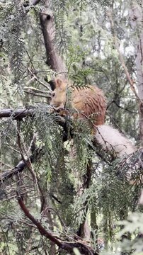 squirrel in tree