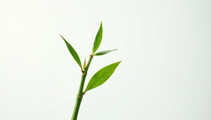 Fototapeta premium Single bamboo stalk, delicate leaves, crisp white backdrop , stem, isolated