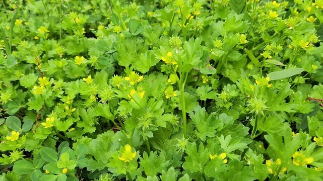 Bur buttercup (Ranunculus muricatus) is a charming spring ground cover with bright yellow blooms, ideal for parks, adding beauty and vibrancy to landscapes with its golden touch
