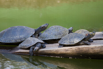 Fototapeta premium Tartaruga-da-amazônia - Podocnemis expansa