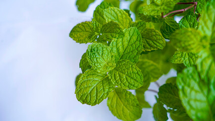 Mint leaves. Mint leaf close up on a white background.