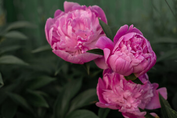 Close-up of vibrant pink peonies in bloom on a lush green background.