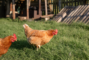 Hens Roaming Freely in Lush Green Grass at an Eco-Friendly Poultry Farm