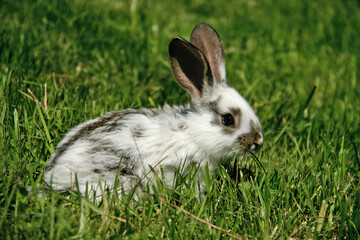 A small white rabbit with a black spot sits on the green grass in nature.