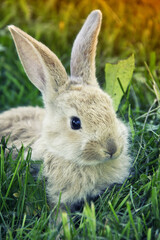 A small beige colored rabbit sits on green grass in nature.