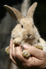 A small beige rabbit is held in the palms of her hands in nature.