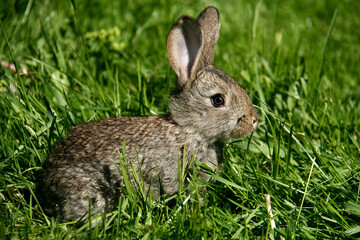 A small gray colored rabbit sits on green grass in nature.