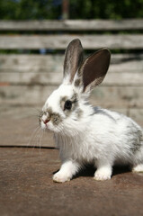 A small white rabbit in a gray patch sits against a background of wooden boards.