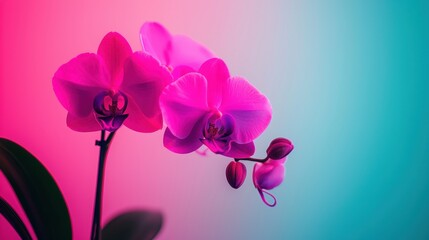Obraz premium Vibrant Orchid Blooms Nature's Artistry Flora Photography Colorful Background Close-Up View Botanical Serenity
