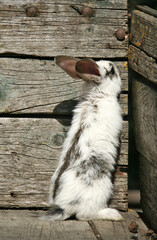A small white rabbit with a gray spot stands on its hind legs in a wooden crate.