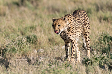 cheetah in wild savanna , Africa