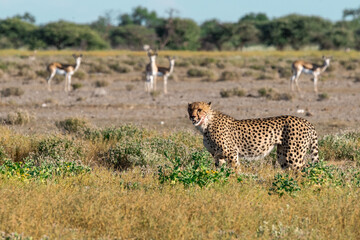 cheetah in wild savanna , Africa