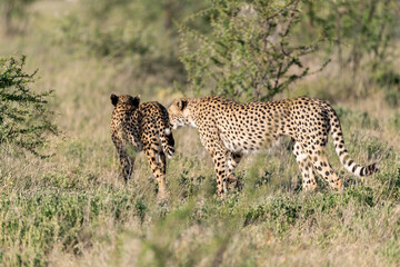 cheetah in wild savanna , Africa