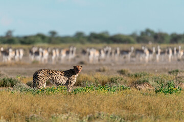cheetah in wild savanna , Africa