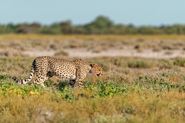 cheetah in wild savanna , Africa