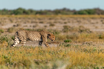 cheetah in wild savanna , Africa
