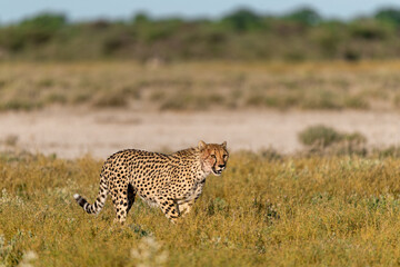 cheetah in wild savanna , Africa