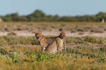 cheetah in wild savanna , Africa