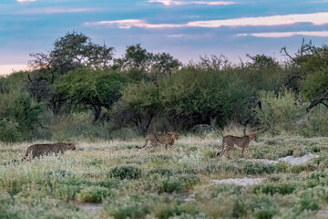 cheetah in savanna , Animal of africa